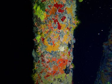 Gece dalışında renkli mercan resifleri 