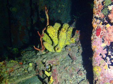 Gece dalışında renkli resifler 