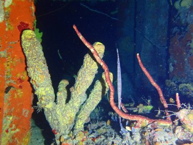 Gece dalışında renkli resifler 