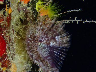 Gece dalışında renkli resifler 