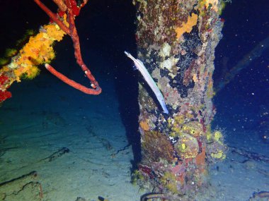 Gece dalışında renkli resifler 