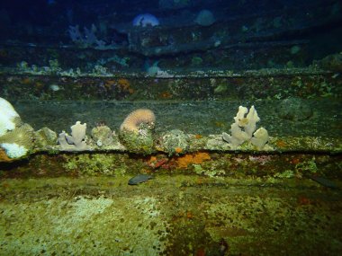 Karayipler 'de gece dalışı. Gece renkli resiflerde su altında. 