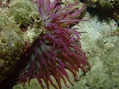 Gece dalışında beatufil mor deniz şakayığı 