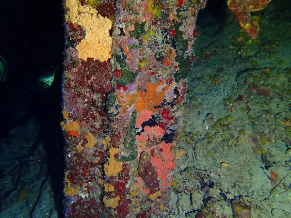 Gece dalışında renkli mercan resifleri 