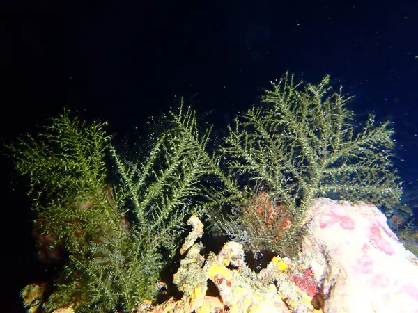Gece dalışında renkli resifler 