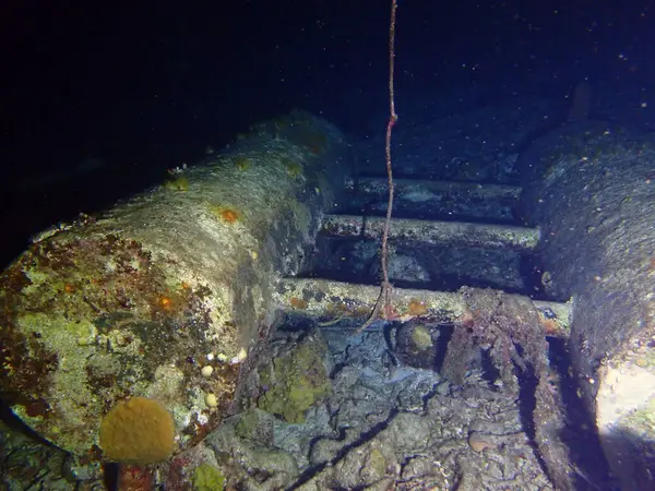 Gece dalışında renkli resifler 