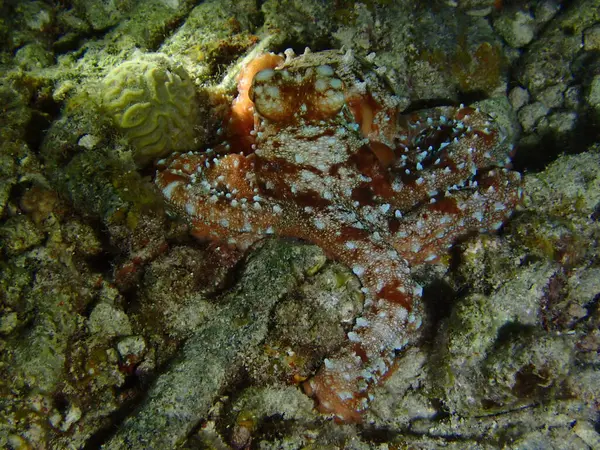 Gece soğuyan ahtapot. 