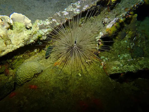 Karayipler 'de gece dalışı. Gece renkli resiflerde su altında. 