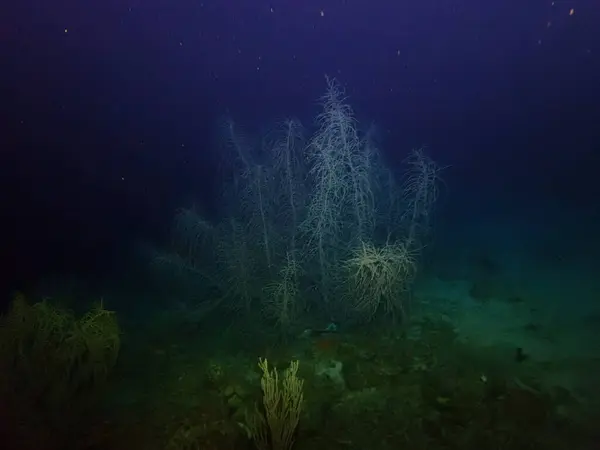 Karayipler 'de gece dalışı. Gece renkli resiflerde su altında. 