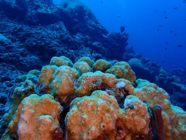 Karayip mercan resifi scuba