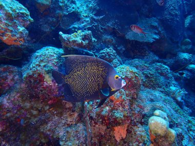 Karayip Fransız Melek Balığı 