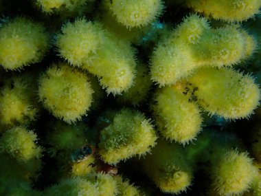 Karayip kamışları sualtı dünyası 