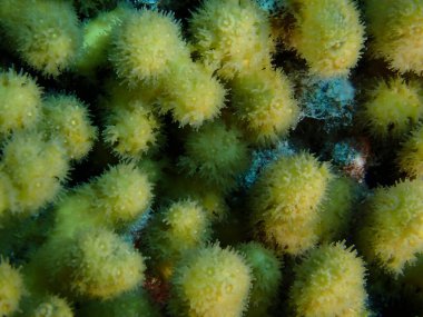 Karayip kamışları sualtı dünyası 