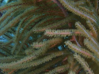 Karayip mercan resifleri su altında tüplü dalış. 