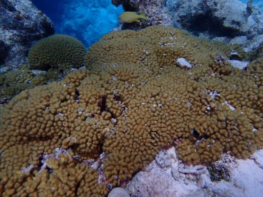 Karayip mercan resifleri su altında tüplü dalış. 