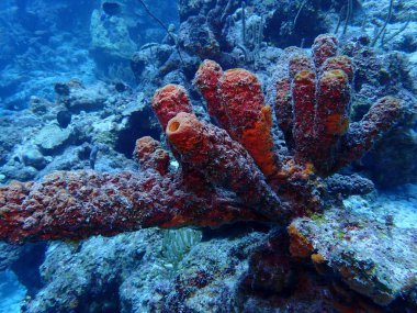 Renkli deniz süngerleri 