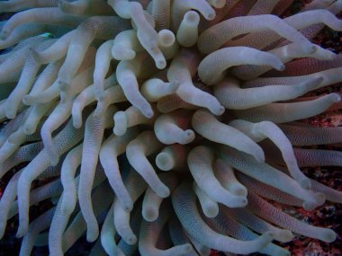 Suyun altında renkli şakayık dalışı 