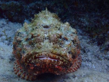 Akrep balığı su altındaki balıkları tehdit eder.