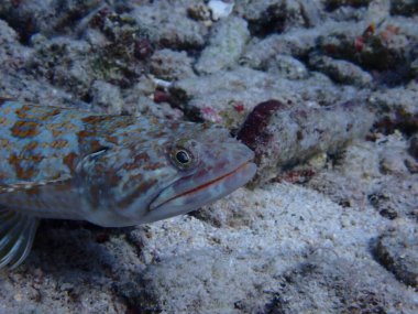 Su altı kertenkele balığı tüplü dalış 