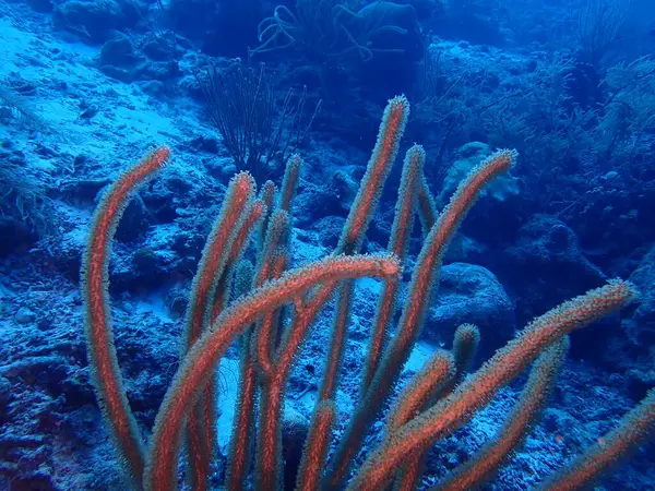 Karayip mercan resifi scuba