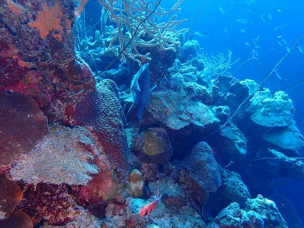 Karayip mercan resifi scuba