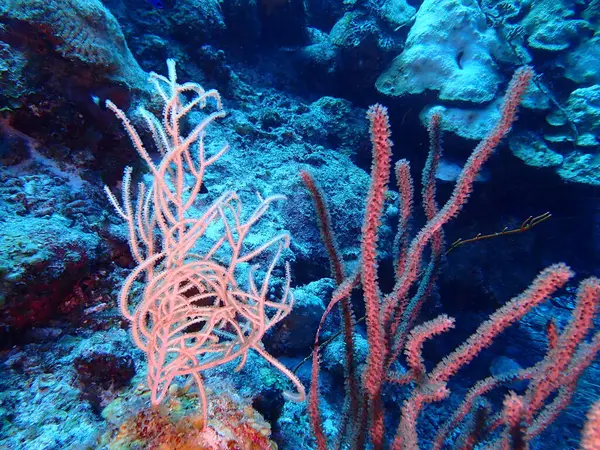 Karayip kamışları sualtı dünyası 