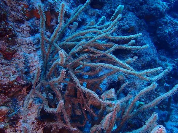 Karayip kamışları sualtı dünyası 