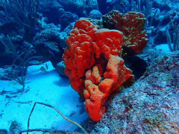 Karayip kamışları sualtı dünyası 