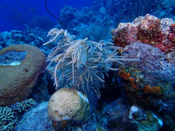 Karayip kamışları sualtı dünyası 