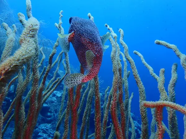 Balon balığı sualtı dalgıcı 
