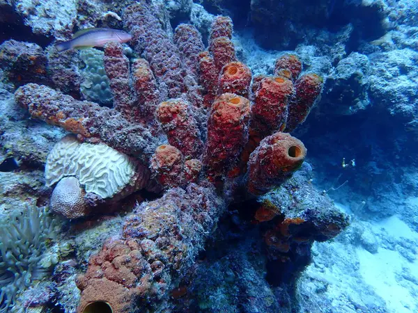 Renkli deniz süngerleri 