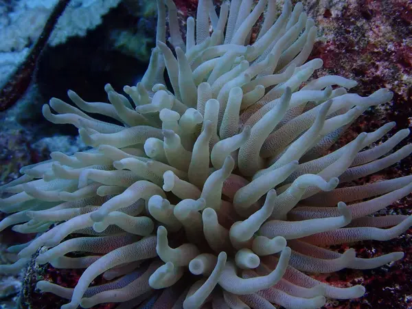 Suyun altında renkli şakayık dalışı 