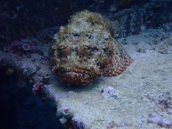 Akrep balığı su altındaki balıkları tehdit eder.
