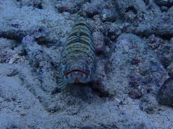 Su altı kertenkele balığı tüplü dalış 