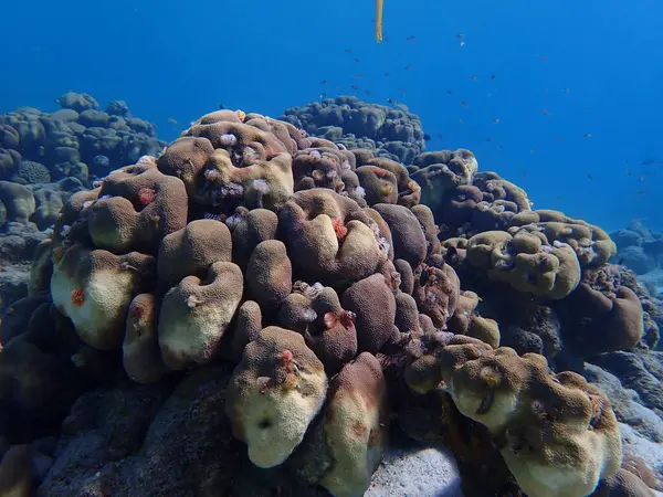 Karayip mercan resifleri su altında tüplü dalış. 