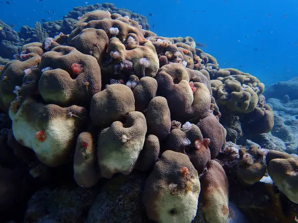 Karayip mercan resifleri su altında tüplü dalış. 