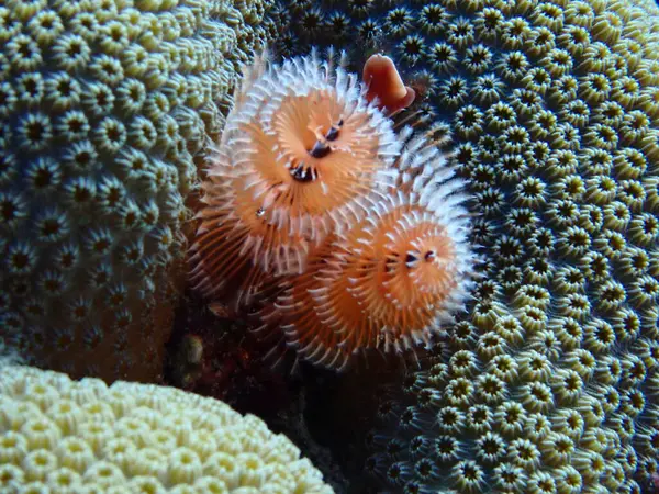  Noel ağacı solucanı renkli dalış yapıyor. 