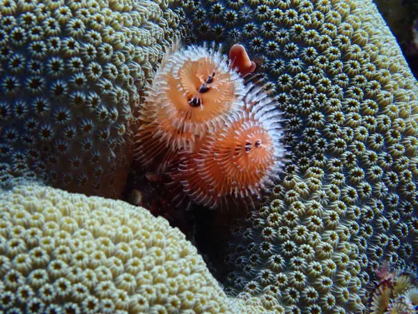  Noel ağacı solucanı renkli dalış yapıyor. 