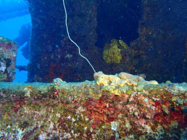 Üstün yapımcı enkaz dalışı curacao 