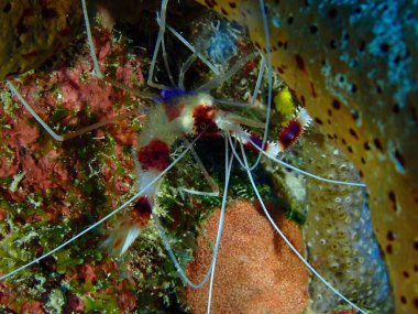 Deniz boksörü karides makro shot 'ı 