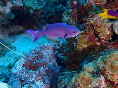 Scuba dalış yapan mercan resifleri sualtı dünyası