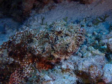 Akrep balığı su altında ölümcül balık 