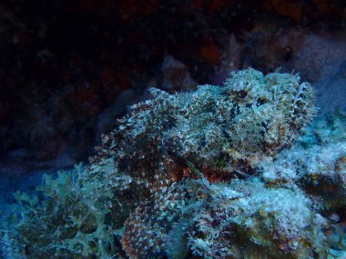 Akrep balığı zehirli balık.