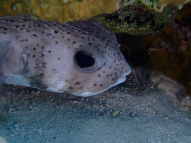 Denizde balon balığı scuba dalışı 