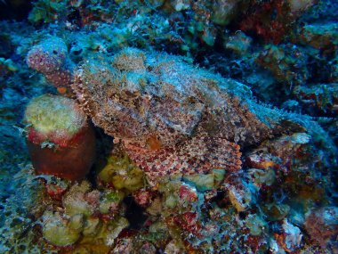 Akrep balığı su altında ölümcül balık 