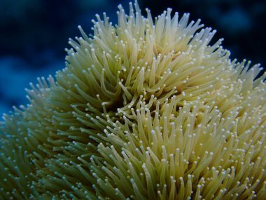 mercanların güzel fotoğrafları 