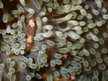 mercanların güzel fotoğrafları 