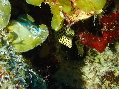 tütsülenmiş bebek sandık balığı denizde 