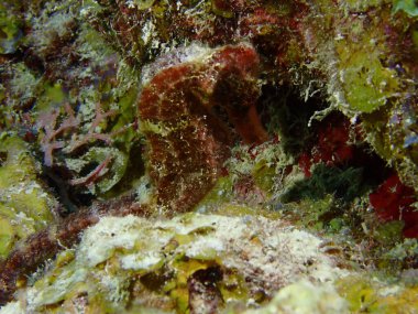 Denizde çekilen kırmızı deniz atı makrosu. 