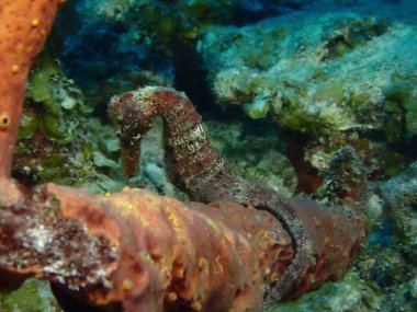 Denizde çekilen kırmızı deniz atı makrosu. 